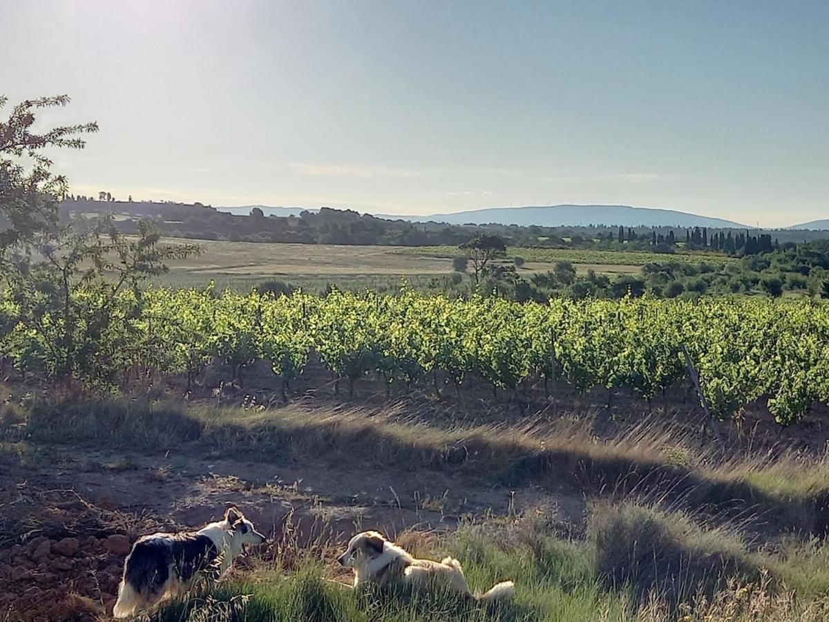 Domaine Saint Augustin Villa Rieux-Minervois Екстериор снимка