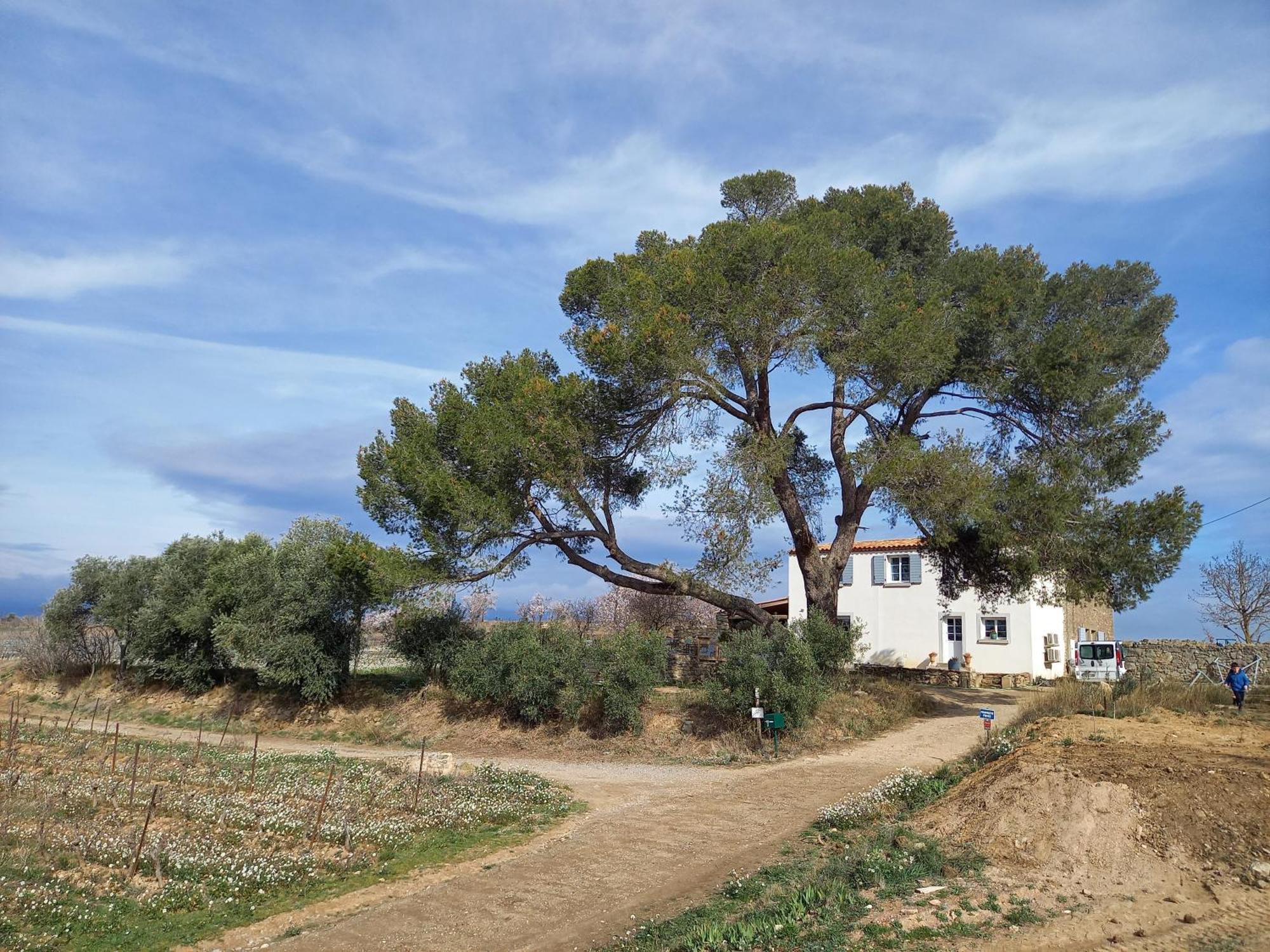 Domaine Saint Augustin Villa Rieux-Minervois Екстериор снимка